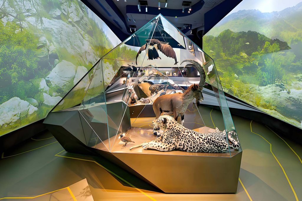 museum glass display case